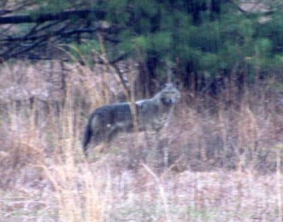 Large Coyote in Kennerdell, PA.