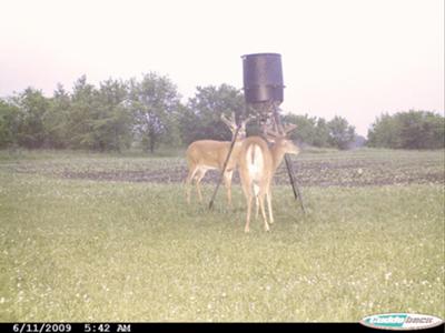 Bucks In Purina