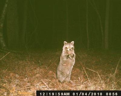 Posing Racoon