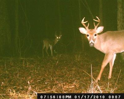 8 pointer and 6 pointer