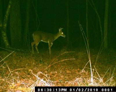 4 Pointer Foraging for Scraps