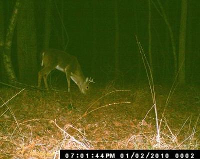 Fork horn youngster