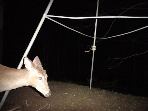 Picture of a whitetail buck