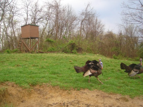 Turkey Gobblers