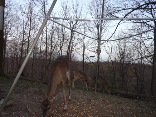 Whitetail buck