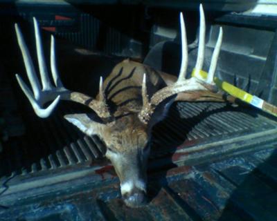 12 Point