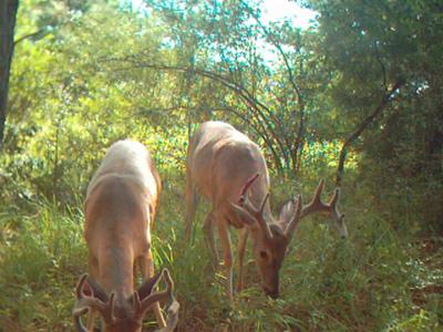 Mississippi Bucks