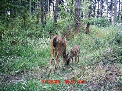 Doe and Fawns