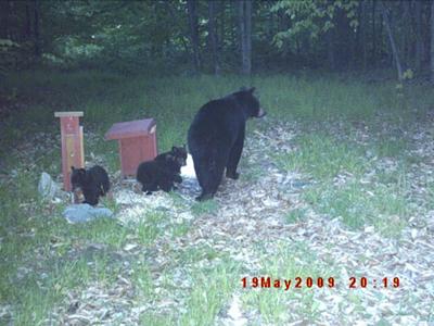 North Eastern PA Black Bear