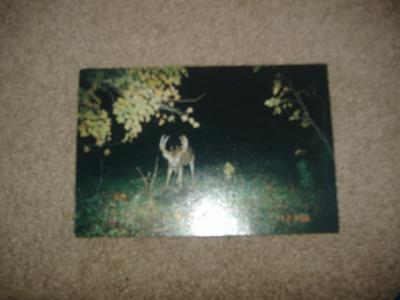 Indiana Buck