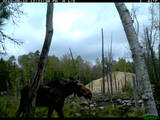 Moose Picture