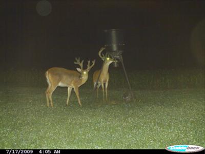 Caribou Buck