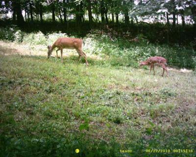 mother with fawn 