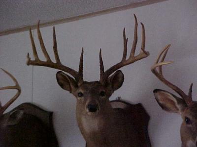 12 Point Buck