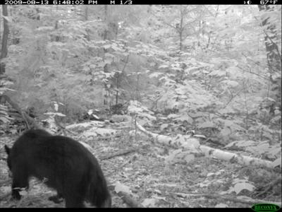 Bear Picture