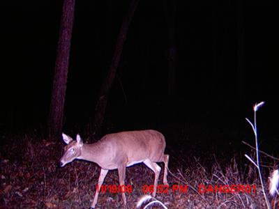 This is the button buck 3 days before I shot it.