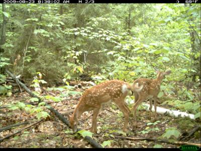 Two Fawns