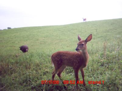 Fawn with his mom and a turkey