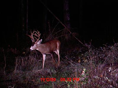 Blacktail Deer