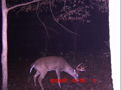 Nice Eight Point Buck