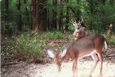 Eight Point Buck