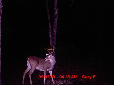 Georgia 8 Point