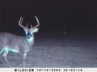 Indiana Buck