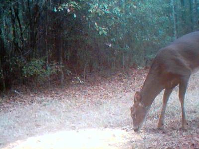 Florida Deer