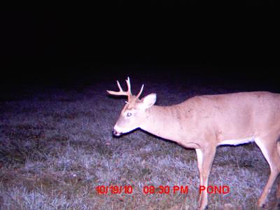 Crazy horned buck