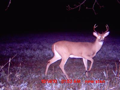 Young 8 point