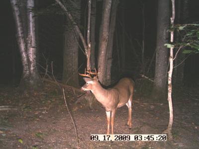 Early Season Buck