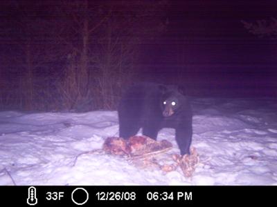 PA Black Bear