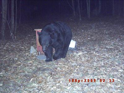 Sullivan County, PA Bear