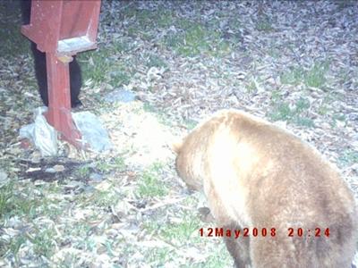 Cinnamon Bear