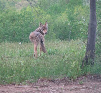 PA Coyote