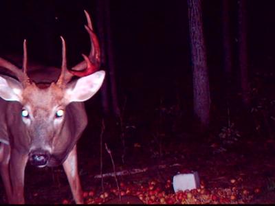 Minnesota Buck