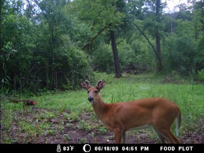 Small Block @ Mineral Lick