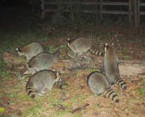 Raccoon Convention