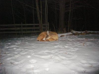 Snoozing Deer