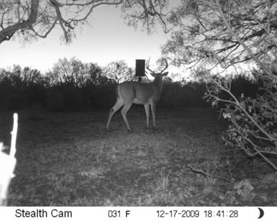 Texas Buck