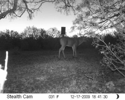 Texas Buck