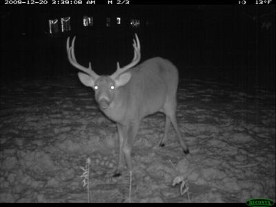 Whitetail Buck