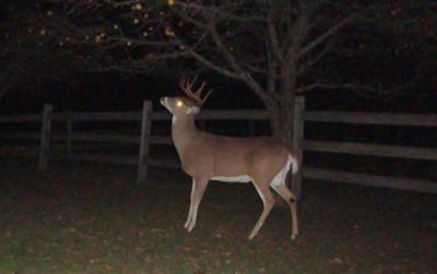 Eight Point Buck