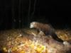 Fisher Cat on 