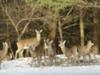 Nine Deer