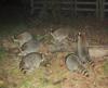 Raccoon Convention