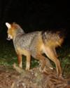 Proud Gray Fox