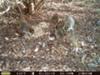 Raccoon family in Florida