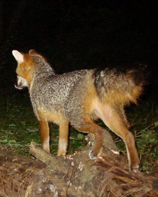 Proud Gray Fox