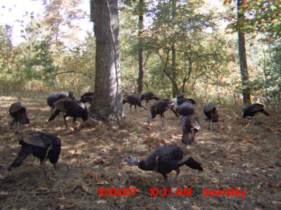 Turkeys